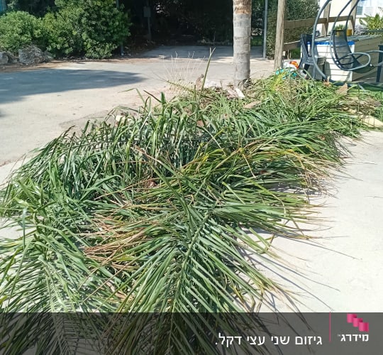 ענפי דקל גזומים מונחים על הקרקע ליד עץ